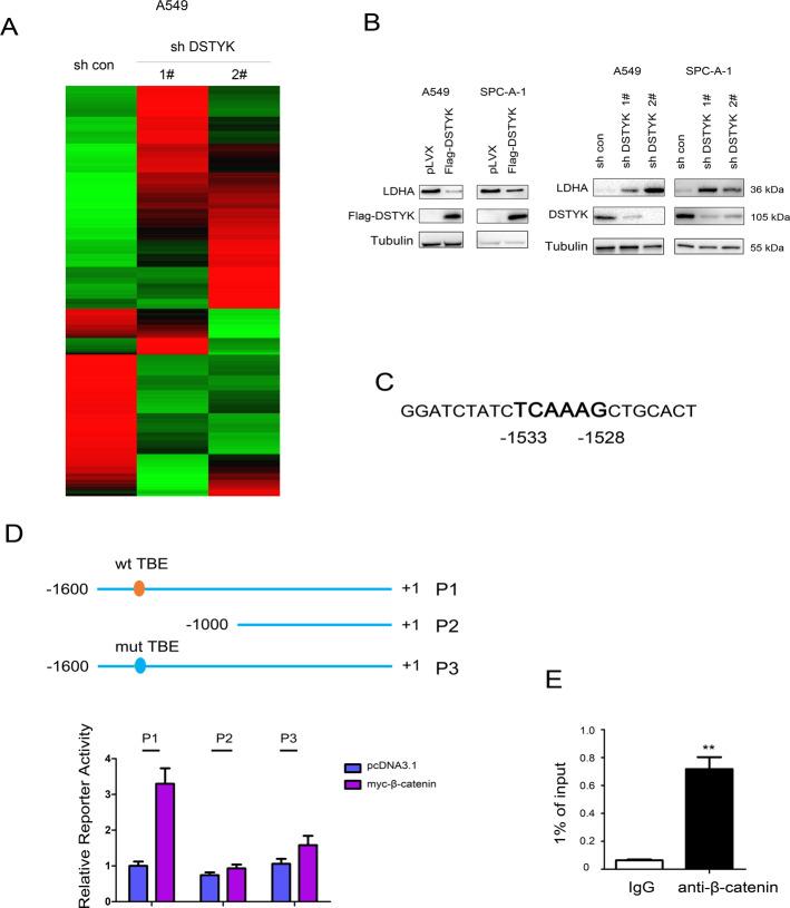https://cdn.ncbi.nlm.nih.gov/pmc/blobs/1731/8636471/2a6a45d76739/41419_2021_4385_Fig6_HTML.jpg