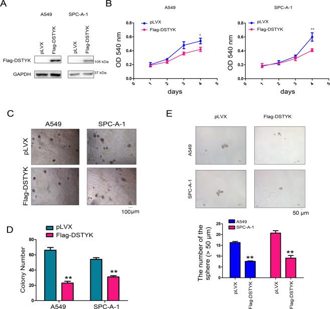 https://cdn.ncbi.nlm.nih.gov/pmc/blobs/1731/8636471/46a0a16cc01b/41419_2021_4385_Fig2_HTML.jpg