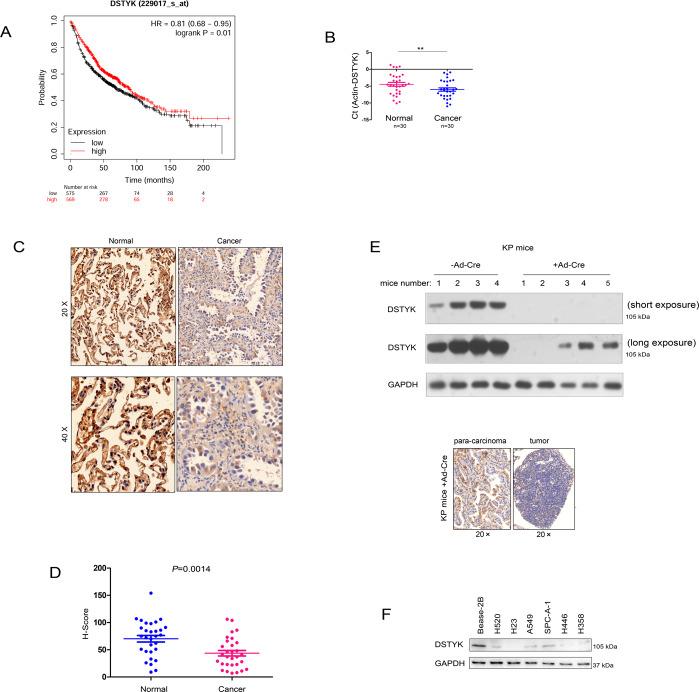 https://cdn.ncbi.nlm.nih.gov/pmc/blobs/1731/8636471/ad57d607db52/41419_2021_4385_Fig1_HTML.jpg