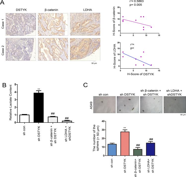 https://cdn.ncbi.nlm.nih.gov/pmc/blobs/1731/8636471/d01049b7accb/41419_2021_4385_Fig7_HTML.jpg
