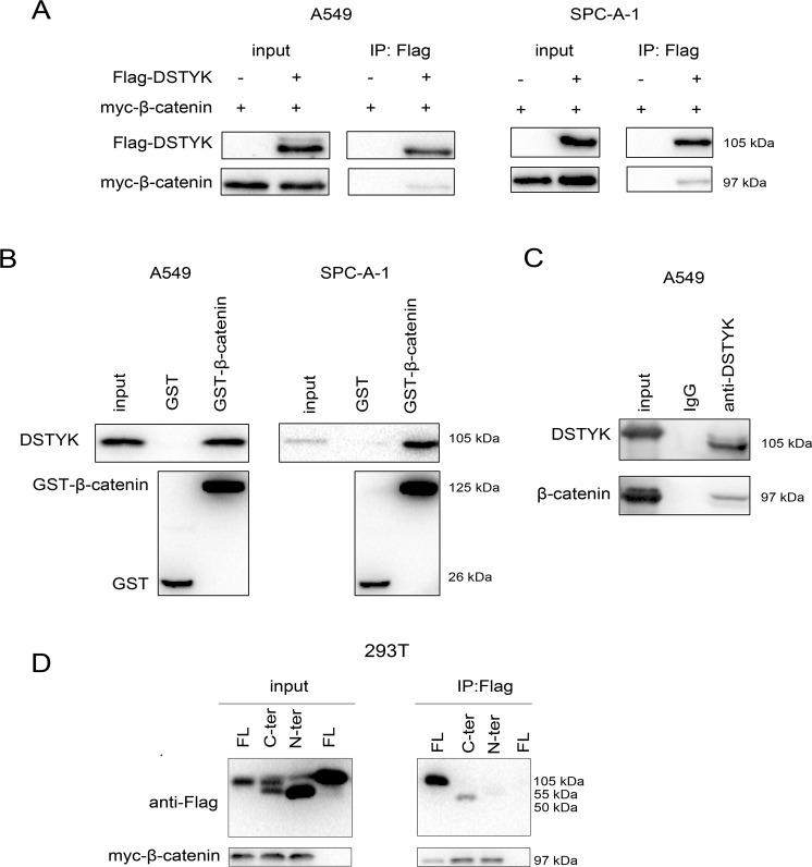 https://cdn.ncbi.nlm.nih.gov/pmc/blobs/1731/8636471/edc823060ed0/41419_2021_4385_Fig4_HTML.jpg