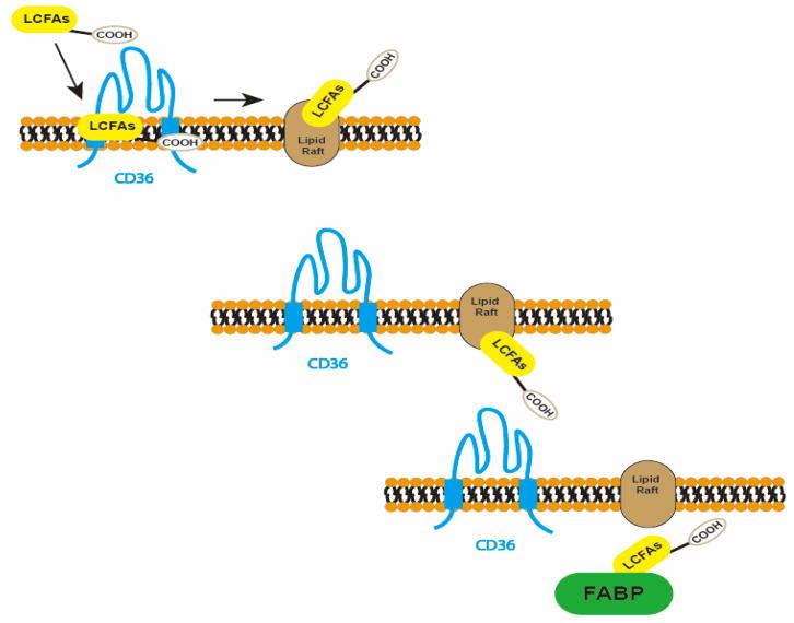 https://cdn.ncbi.nlm.nih.gov/pmc/blobs/1736/10819246/17707661a6d7/molecules-29-00531-g003.jpg