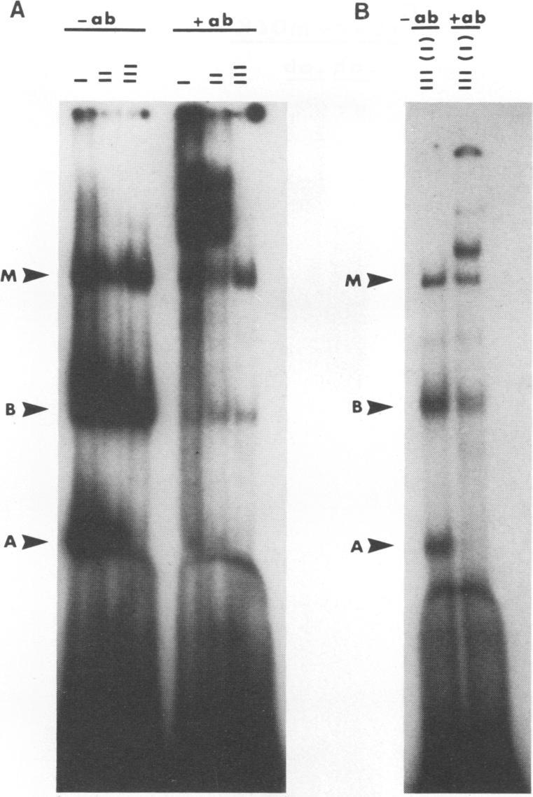 https://cdn.ncbi.nlm.nih.gov/pmc/blobs/1736/240970/3f8737ccda18/jvirol00049-0395-a.jpg