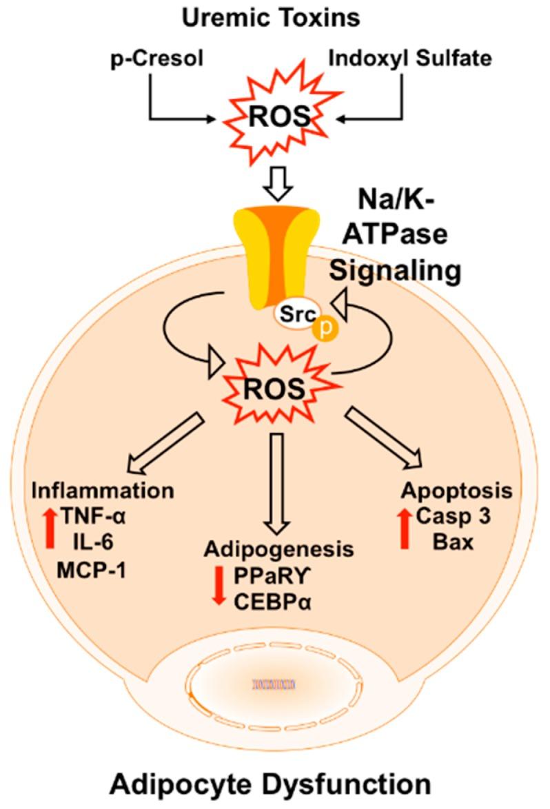 https://cdn.ncbi.nlm.nih.gov/pmc/blobs/1736/6164729/72ddb396a965/ijms-19-02685-g007.jpg