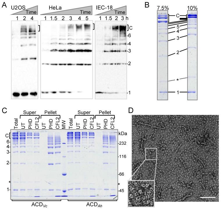 https://cdn.ncbi.nlm.nih.gov/pmc/blobs/1736/7828245/f540cff7a8c3/ijms-22-00718-g001.jpg