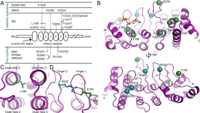 https://cdn.ncbi.nlm.nih.gov/pmc/blobs/1737/3413242/9394be278f59/bi-2012-00279b_0004.jpg