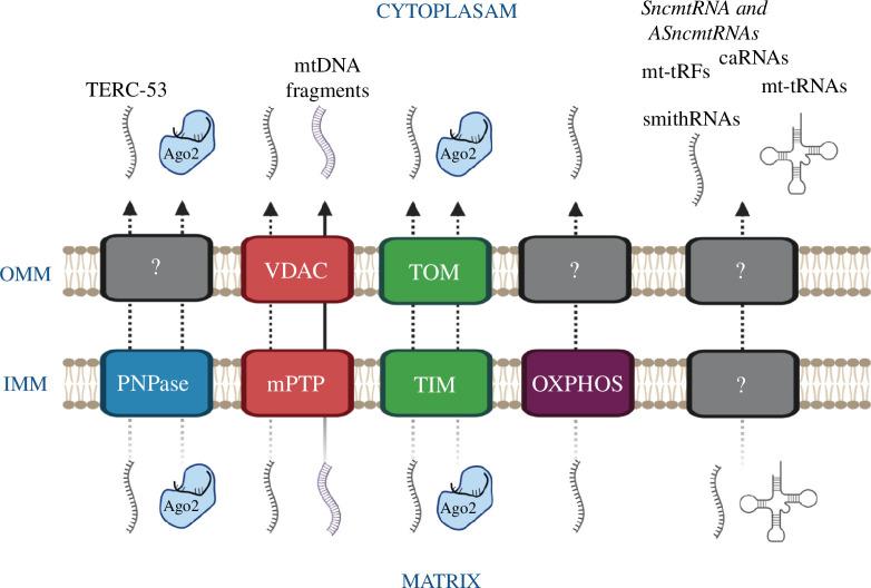 https://cdn.ncbi.nlm.nih.gov/pmc/blobs/1739/11283861/5c0af627b685/rsbl.2024.0147.f001.jpg