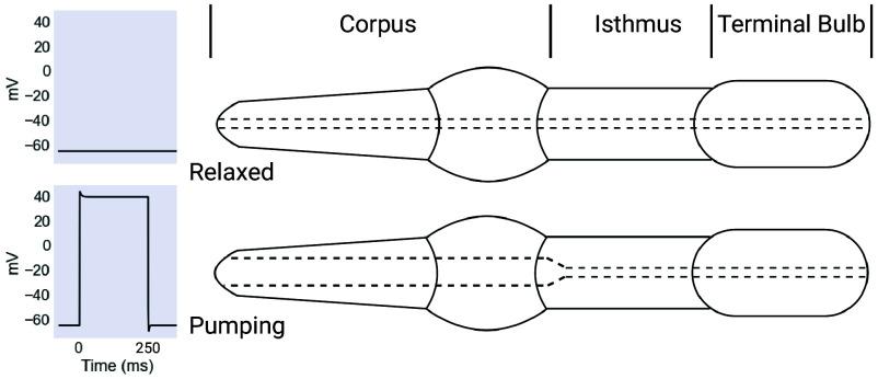 https://cdn.ncbi.nlm.nih.gov/pmc/blobs/1739/12002347/531ca8c5ef8e/pnas.2422709122fig01.jpg