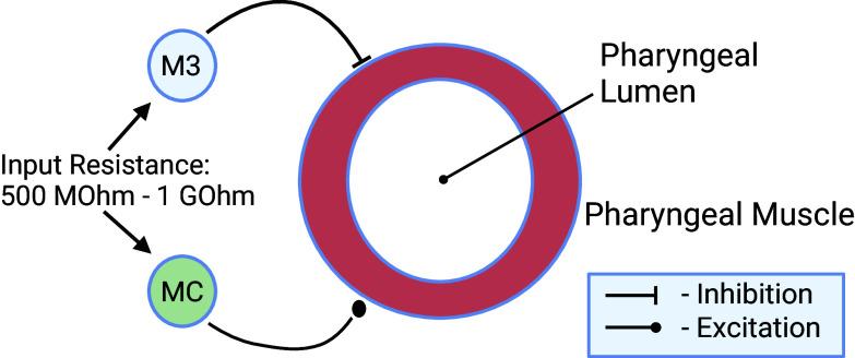 https://cdn.ncbi.nlm.nih.gov/pmc/blobs/1739/12002347/611e54bc6579/pnas.2422709122fig02.jpg