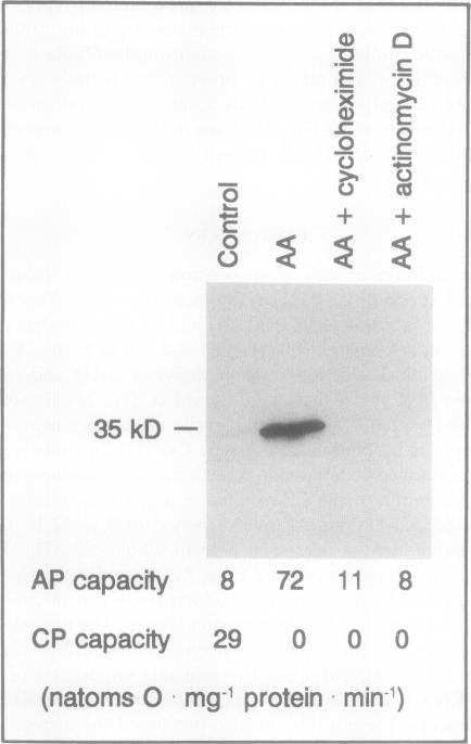 https://cdn.ncbi.nlm.nih.gov/pmc/blobs/1741/1075874/ed4b101cffef/plntphys00712-0239-a.jpg
