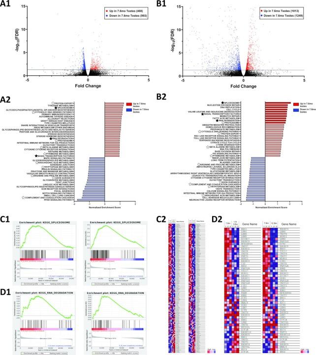 https://cdn.ncbi.nlm.nih.gov/pmc/blobs/1746/8191783/cac48df56e7e/gkab369fig6.jpg