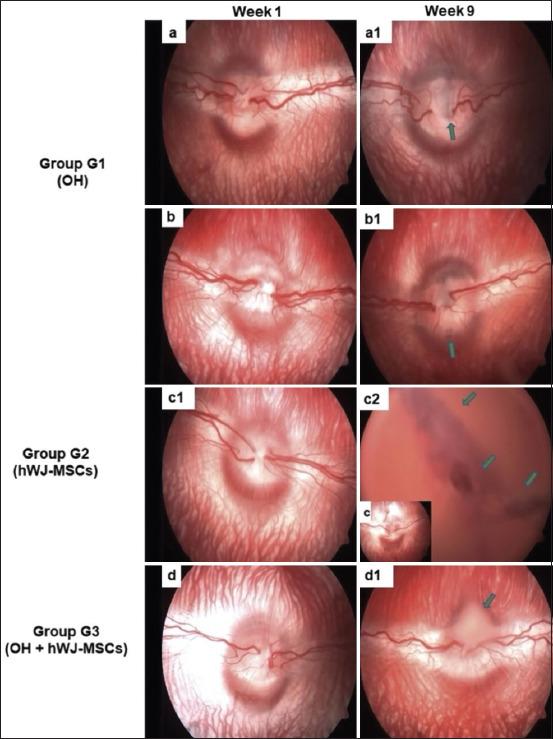 https://cdn.ncbi.nlm.nih.gov/pmc/blobs/174a/11000475/38eb68abf927/Vetworld-17-500-g001.jpg