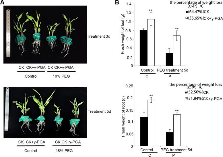 https://cdn.ncbi.nlm.nih.gov/pmc/blobs/174b/8722152/cef9e090eaeb/12870_2021_3392_Fig2_HTML.jpg