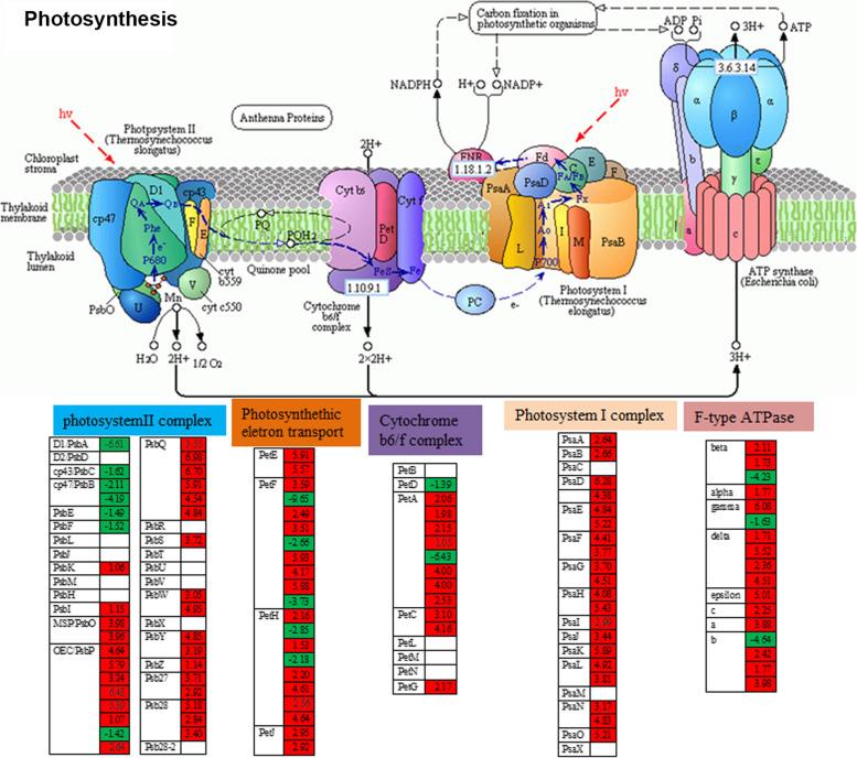 https://cdn.ncbi.nlm.nih.gov/pmc/blobs/174b/8722152/ed0c9db90e54/12870_2021_3392_Fig4_HTML.jpg