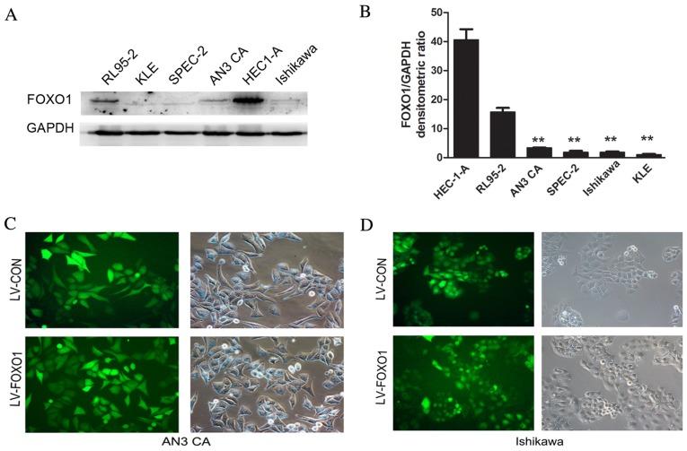 https://cdn.ncbi.nlm.nih.gov/pmc/blobs/174d/5351304/16f2eba04fd9/ol-13-02-0731-g00.jpg