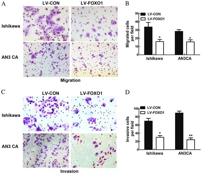 https://cdn.ncbi.nlm.nih.gov/pmc/blobs/174d/5351304/ba1cca6ba9f4/ol-13-02-0731-g02.jpg