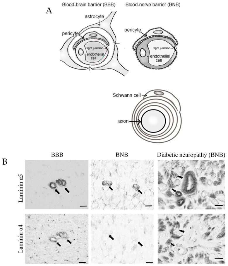 https://cdn.ncbi.nlm.nih.gov/pmc/blobs/174d/7793499/86942e6523ee/ijms-22-00062-g001.jpg