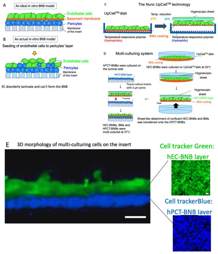https://cdn.ncbi.nlm.nih.gov/pmc/blobs/174d/7793499/dc42dc1ce1c5/ijms-22-00062-g003.jpg