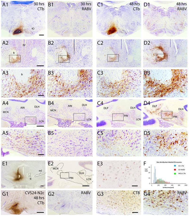 https://cdn.ncbi.nlm.nih.gov/pmc/blobs/174e/4939302/14a4f65a37c7/fncir-10-00046-g007.jpg