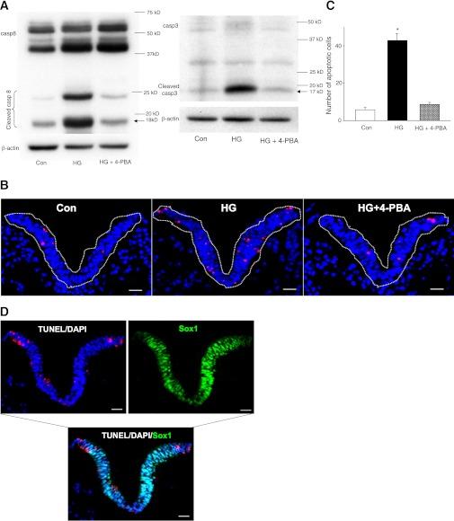 https://cdn.ncbi.nlm.nih.gov/pmc/blobs/174f/3554374/7dbd67943188/599fig7.jpg