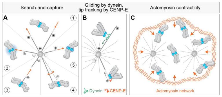 https://cdn.ncbi.nlm.nih.gov/pmc/blobs/1750/9101661/d420e625eaf7/cells-11-01531-g002.jpg