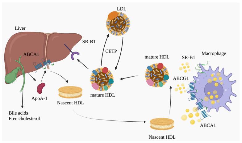 https://cdn.ncbi.nlm.nih.gov/pmc/blobs/1755/9855960/de861f9758a7/biomolecules-13-00105-g001.jpg