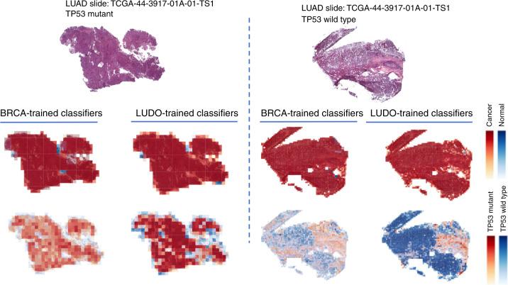 https://cdn.ncbi.nlm.nih.gov/pmc/blobs/1756/7733499/4d4c7d980b3e/41467_2020_20030_Fig8_HTML.jpg