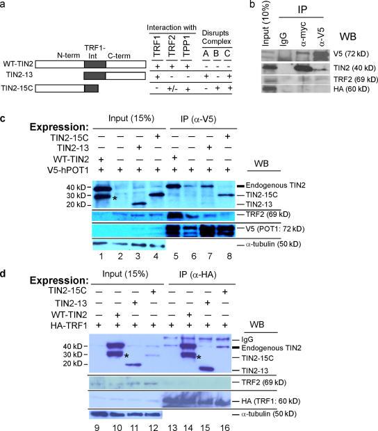 https://cdn.ncbi.nlm.nih.gov/pmc/blobs/1757/2364703/758ee4ee9e31/jcb1810447f03.jpg