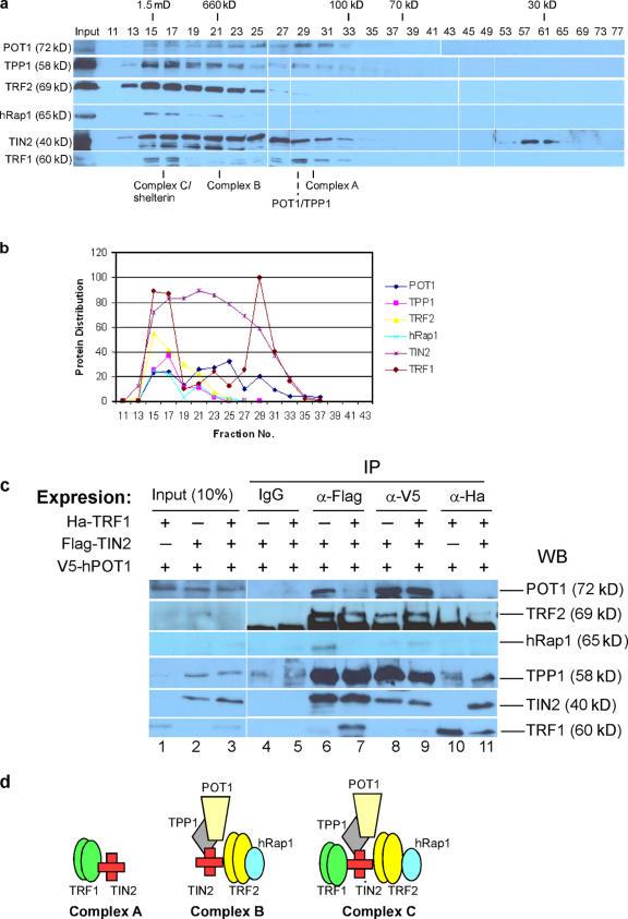 https://cdn.ncbi.nlm.nih.gov/pmc/blobs/1757/2364703/878f6238202c/jcb1810447f02.jpg