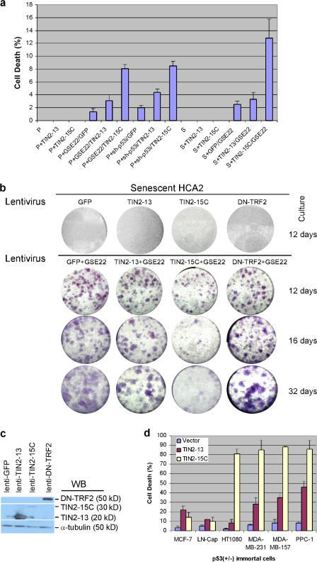 https://cdn.ncbi.nlm.nih.gov/pmc/blobs/1757/2364703/c6bf3b2196fe/jcb1810447f04.jpg