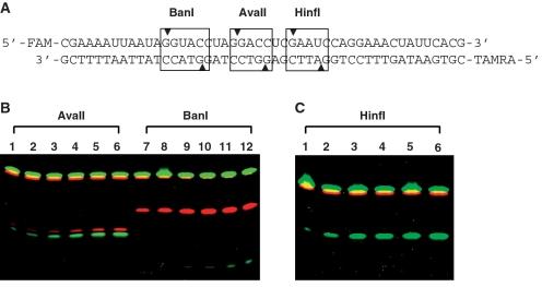 https://cdn.ncbi.nlm.nih.gov/pmc/blobs/1757/3001074/e41571a8d5cc/gkq702f4.jpg