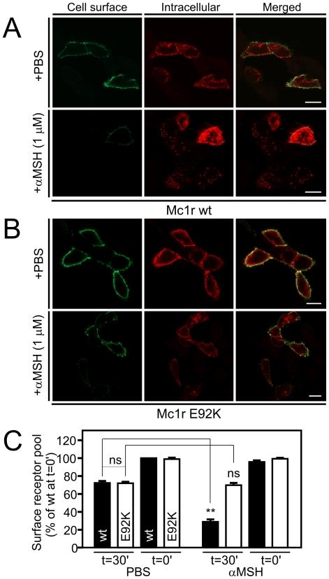 https://cdn.ncbi.nlm.nih.gov/pmc/blobs/1758/3172247/5e90d5097447/pone.0024644.g005.jpg