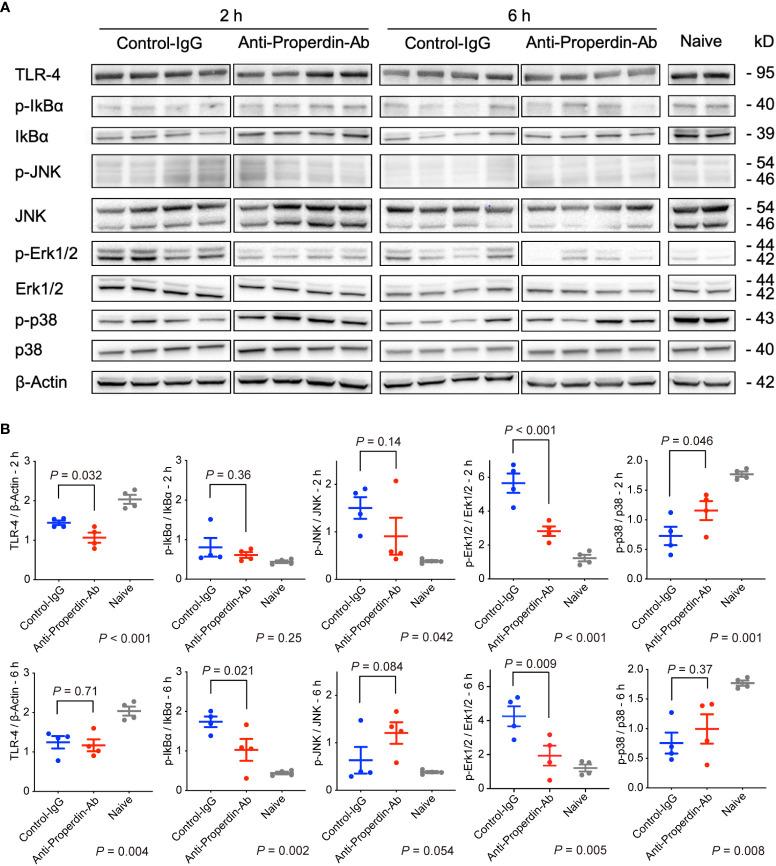 https://cdn.ncbi.nlm.nih.gov/pmc/blobs/175a/10469474/ee5771f18ac6/fimmu-14-1174243-g008.jpg