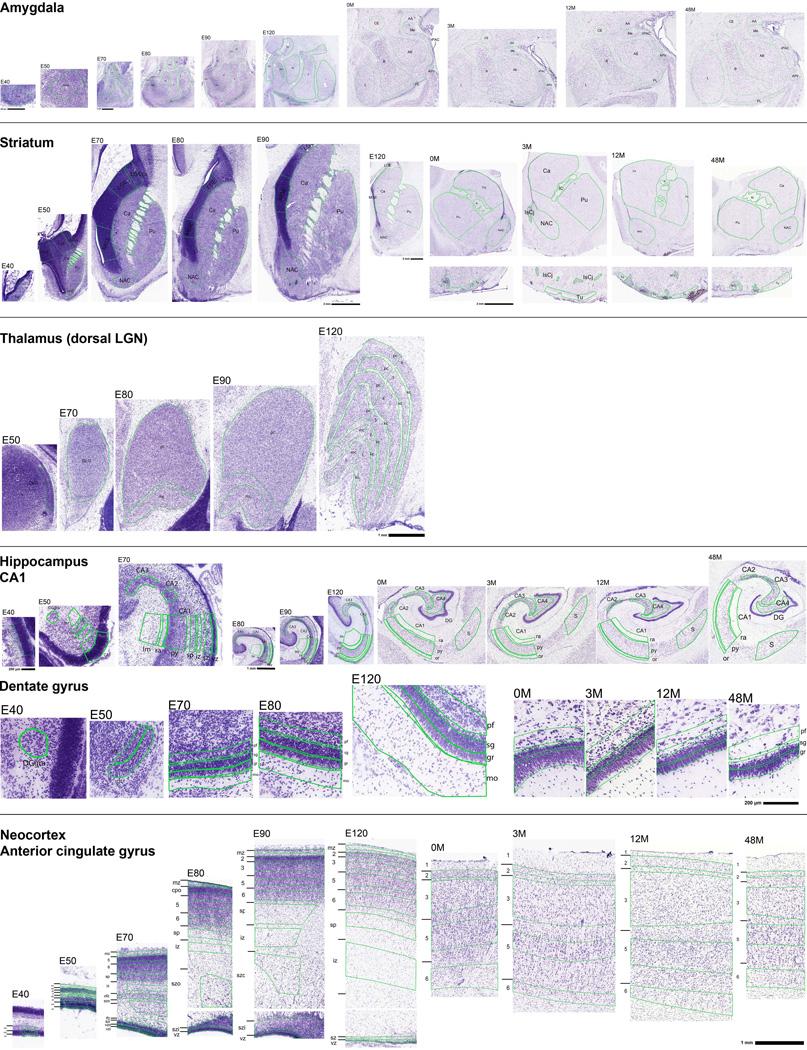 https://cdn.ncbi.nlm.nih.gov/pmc/blobs/175b/5325728/8a71efe9ee19/nihms794903f7.jpg