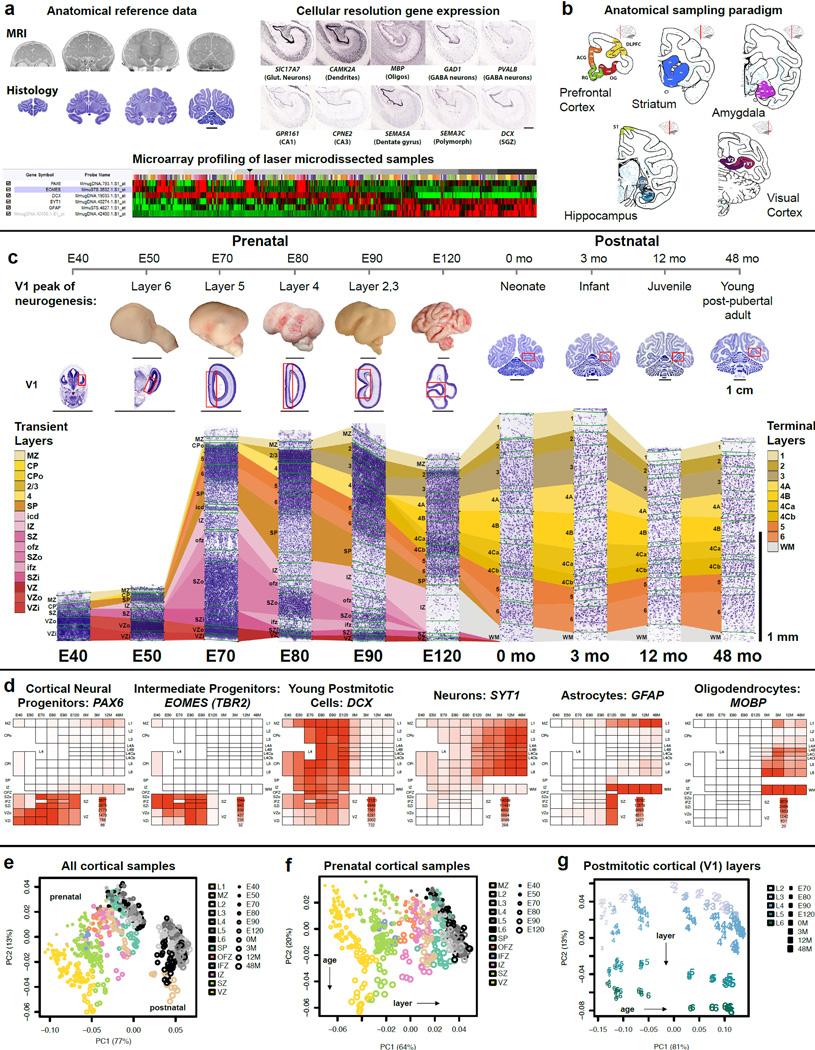 https://cdn.ncbi.nlm.nih.gov/pmc/blobs/175b/5325728/b9cbe078bf8e/nihms794903f1.jpg