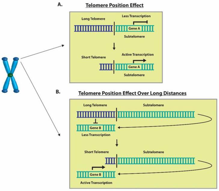 https://cdn.ncbi.nlm.nih.gov/pmc/blobs/175c/11172003/9dcb24c26cd9/cells-13-00884-g011.jpg