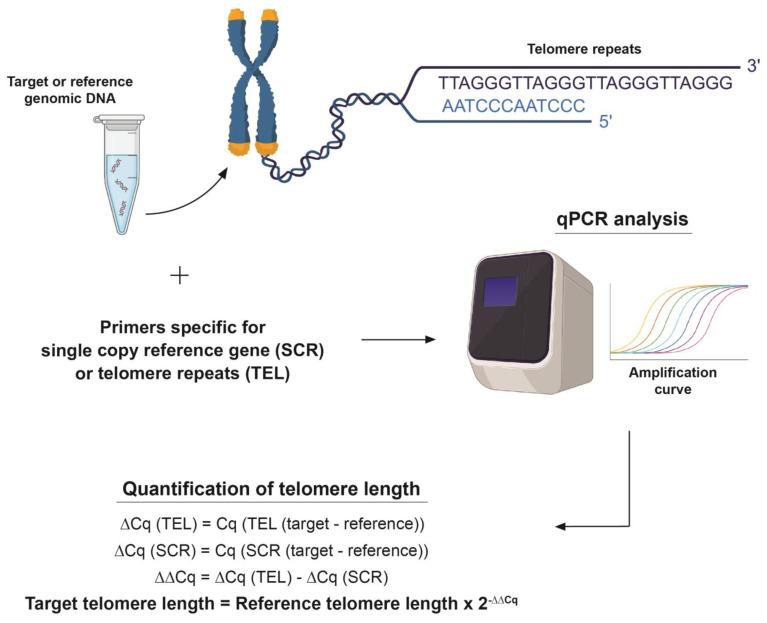https://cdn.ncbi.nlm.nih.gov/pmc/blobs/175c/11172003/a19af8f95eaa/cells-13-00884-g001.jpg