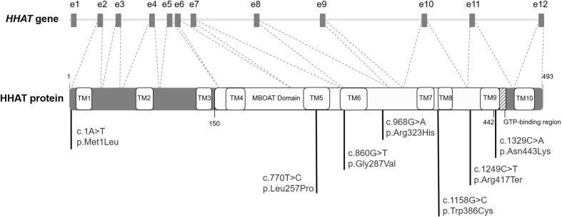 https://cdn.ncbi.nlm.nih.gov/pmc/blobs/1760/9592858/1ca6101cb7e4/fendo-13-957969-g001.jpg