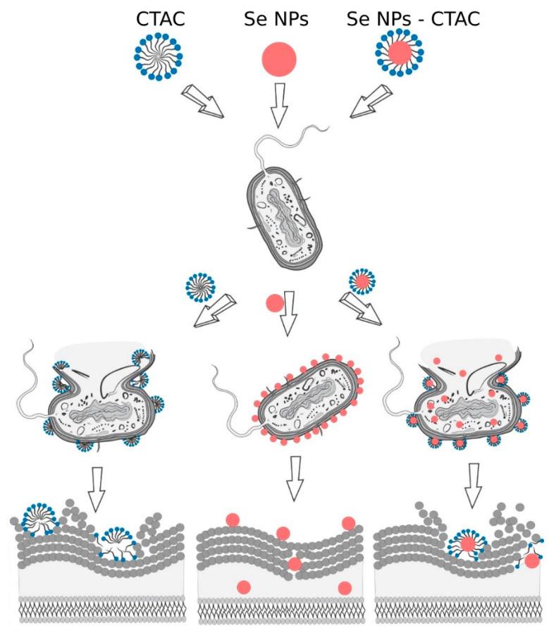 https://cdn.ncbi.nlm.nih.gov/pmc/blobs/1761/10746028/28cfd69c5c1e/nanomaterials-13-03128-g011.jpg