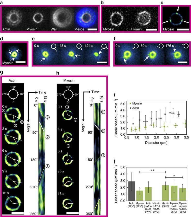 https://cdn.ncbi.nlm.nih.gov/pmc/blobs/1766/4932180/cd083feb4f5f/ncomms11860-f3.jpg