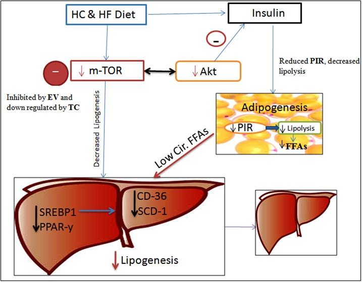 https://cdn.ncbi.nlm.nih.gov/pmc/blobs/1768/5768335/37f13e928cb5/oncotarget-08-113403-g006.jpg