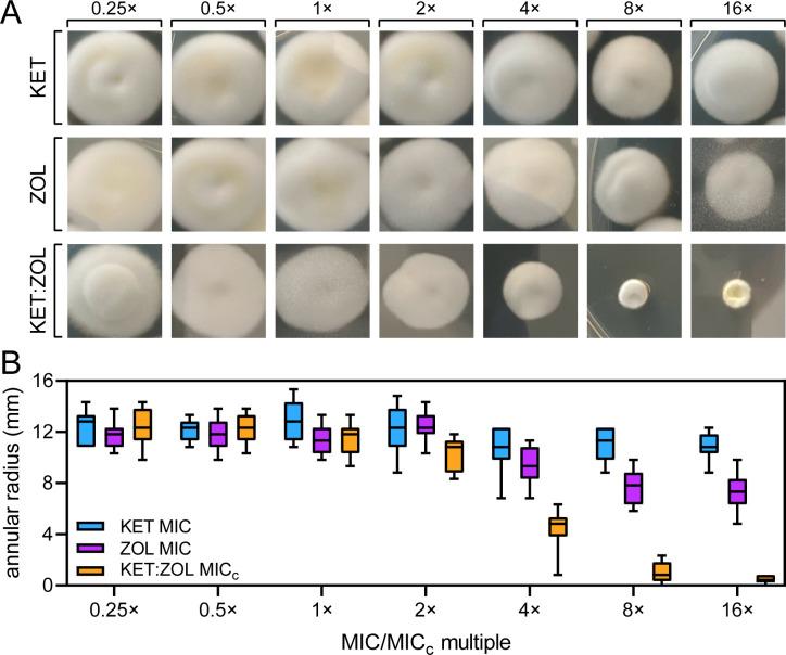 https://cdn.ncbi.nlm.nih.gov/pmc/blobs/176b/11332346/bb290240333d/msphere.00248-24.f001.jpg