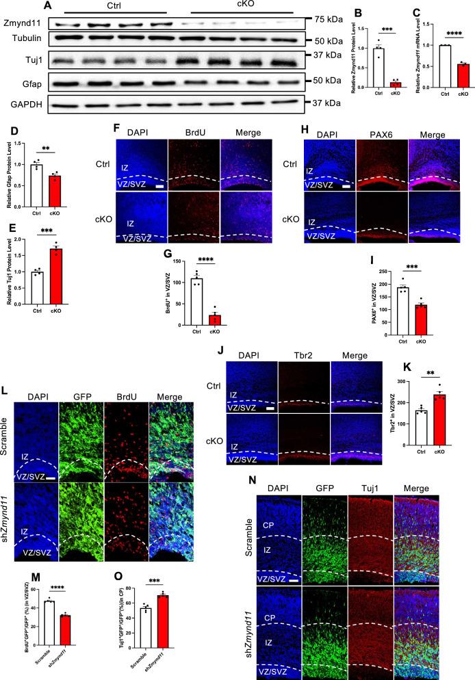 https://cdn.ncbi.nlm.nih.gov/pmc/blobs/176b/12032794/b63340686add/13578_2025_1392_Fig2_HTML.jpg