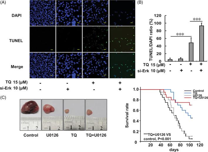 https://cdn.ncbi.nlm.nih.gov/pmc/blobs/176b/8456969/cd4445f125e9/TOX-36-1990-g007.jpg
