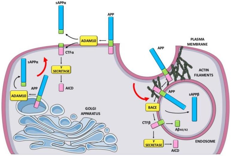 https://cdn.ncbi.nlm.nih.gov/pmc/blobs/176c/7036943/2e0e25324329/ijms-21-00908-g001.jpg