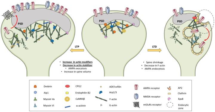 https://cdn.ncbi.nlm.nih.gov/pmc/blobs/176c/7036943/90cb158e034a/ijms-21-00908-g002.jpg