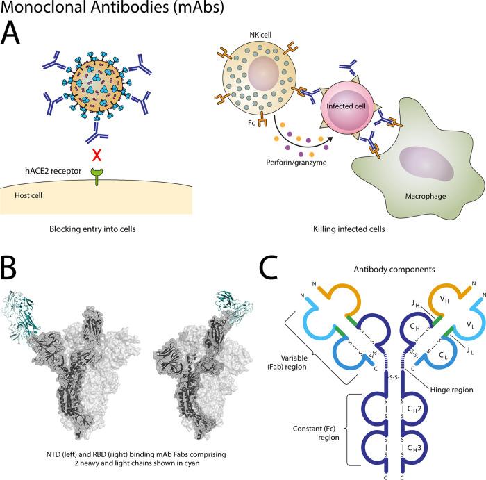 https://cdn.ncbi.nlm.nih.gov/pmc/blobs/1772/8404831/1ffc20e6407e/cmr.00109-21-f003.jpg