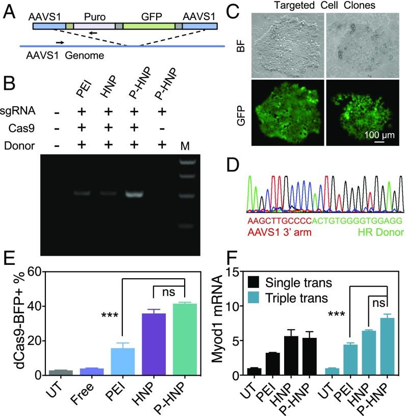 https://cdn.ncbi.nlm.nih.gov/pmc/blobs/1775/5948953/a4bf8eb00504/pnas.1712963115fig04.jpg