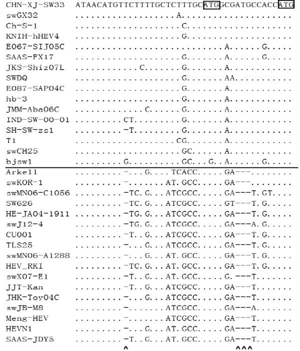 https://cdn.ncbi.nlm.nih.gov/pmc/blobs/1778/3546022/117b416d75b3/1743-422X-9-264-3.jpg