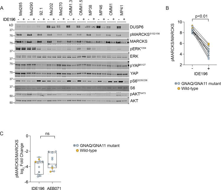 https://cdn.ncbi.nlm.nih.gov/pmc/blobs/1778/9576594/e6a86592c1b4/41417_2022_457_Fig1_HTML.jpg